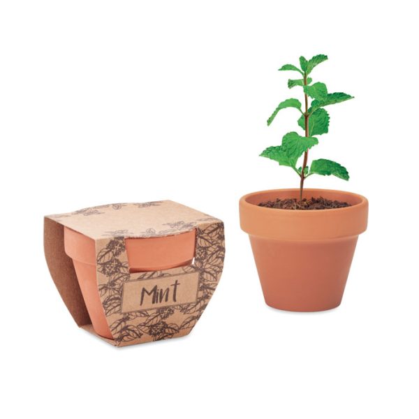 mo2218-40.jpg Sementes de hortelã em vaso
