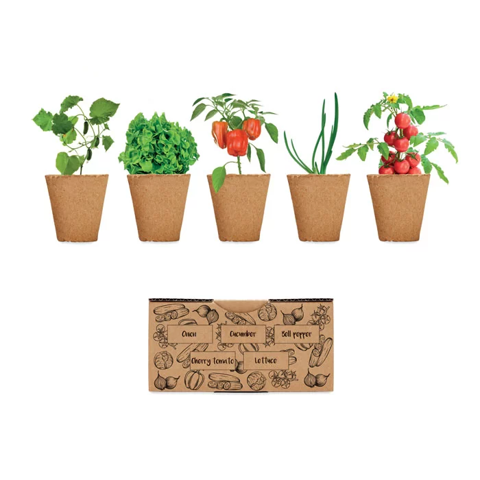 mo6499-13-1 Kit de cultivo de saladas